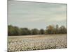 Cotton Field in Autumn-Jai Johnson-Mounted Giclee Print