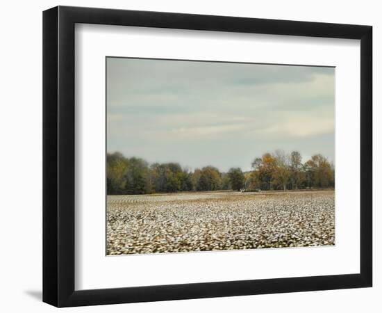 Cotton Field in Autumn-Jai Johnson-Framed Premium Giclee Print