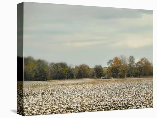 Cotton Field in Autumn-Jai Johnson-Stretched Canvas