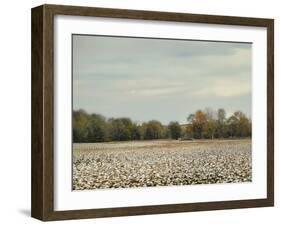 Cotton Field in Autumn-Jai Johnson-Framed Giclee Print