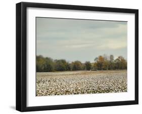 Cotton Field in Autumn-Jai Johnson-Framed Giclee Print