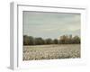 Cotton Field in Autumn-Jai Johnson-Framed Giclee Print