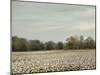 Cotton Field in Autumn-Jai Johnson-Mounted Giclee Print