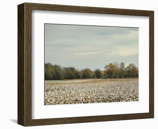 Cotton Field in Autumn-Jai Johnson-Framed Giclee Print