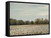 Cotton Field in Autumn-Jai Johnson-Framed Stretched Canvas