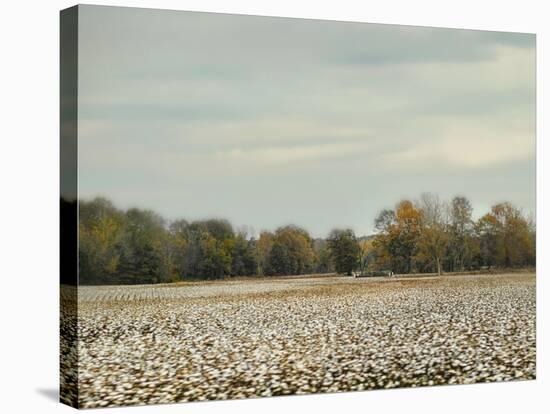 Cotton Field in Autumn-Jai Johnson-Stretched Canvas