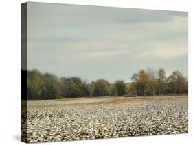 Cotton Field in Autumn-Jai Johnson-Stretched Canvas