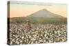 Cotton Field, Las Cruces, New Mexico-null-Stretched Canvas