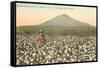 Cotton Field, Las Cruces, New Mexico-null-Framed Stretched Canvas