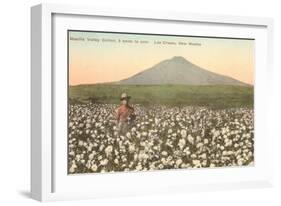 Cotton Field, Las Cruces, New Mexico-null-Framed Art Print