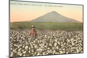 Cotton Field, Las Cruces, New Mexico-null-Mounted Art Print