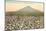 Cotton Field, Las Cruces, New Mexico-null-Mounted Art Print