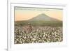 Cotton Field, Las Cruces, New Mexico-null-Framed Premium Giclee Print