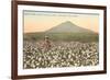 Cotton Field, Las Cruces, New Mexico-null-Framed Premium Giclee Print