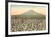 Cotton Field, Las Cruces, New Mexico-null-Framed Premium Giclee Print