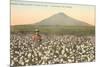 Cotton Field, Las Cruces, New Mexico-null-Mounted Art Print