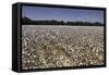 Cotton Fields in Alabama, United States of America, North America-John Woodworth-Framed Stretched Canvas