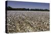 Cotton Fields in Alabama, United States of America, North America-John Woodworth-Stretched Canvas