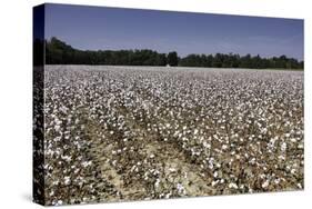 Cotton Fields in Alabama, United States of America, North America-John Woodworth-Stretched Canvas