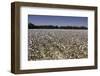 Cotton Fields in Alabama, United States of America, North America-John Woodworth-Framed Photographic Print