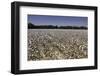 Cotton Fields in Alabama, United States of America, North America-John Woodworth-Framed Photographic Print