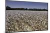 Cotton Fields in Alabama, United States of America, North America-John Woodworth-Mounted Photographic Print