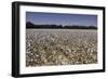 Cotton Fields in Alabama, United States of America, North America-John Woodworth-Framed Photographic Print