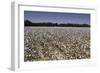 Cotton Fields in Alabama, United States of America, North America-John Woodworth-Framed Photographic Print