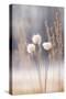 Cotton Flowers-Treechild-Stretched Canvas