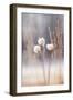 Cotton Flowers-Treechild-Framed Giclee Print