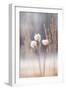 Cotton Flowers-Treechild-Framed Giclee Print