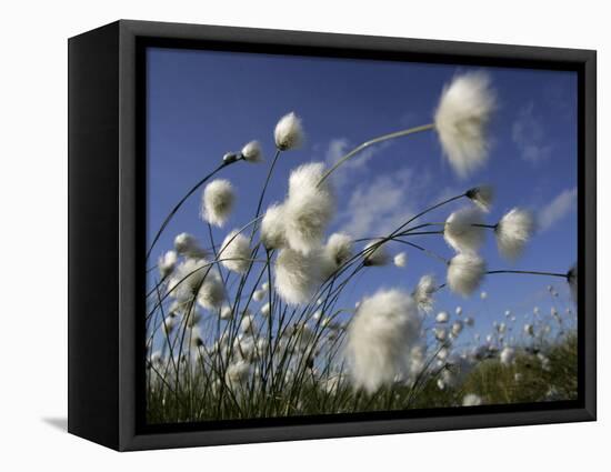 Cotton Grass, Blowing in Wind Against Blue Sky, Norway-Pete Cairns-Framed Stretched Canvas