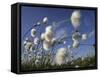 Cotton Grass, Blowing in Wind Against Blue Sky, Norway-Pete Cairns-Framed Stretched Canvas