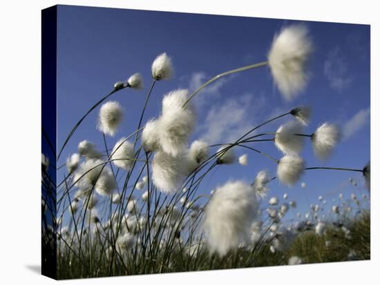 Cotton Grass, Blowing in Wind Against Blue Sky, Norway-Pete Cairns-Stretched Canvas