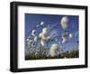 Cotton Grass, Blowing in Wind Against Blue Sky, Norway-Pete Cairns-Framed Premium Photographic Print