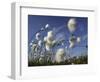 Cotton Grass, Blowing in Wind Against Blue Sky, Norway-Pete Cairns-Framed Premium Photographic Print