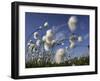 Cotton Grass, Blowing in Wind Against Blue Sky, Norway-Pete Cairns-Framed Premium Photographic Print