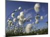 Cotton Grass, Blowing in Wind Against Blue Sky, Norway-Pete Cairns-Mounted Premium Photographic Print