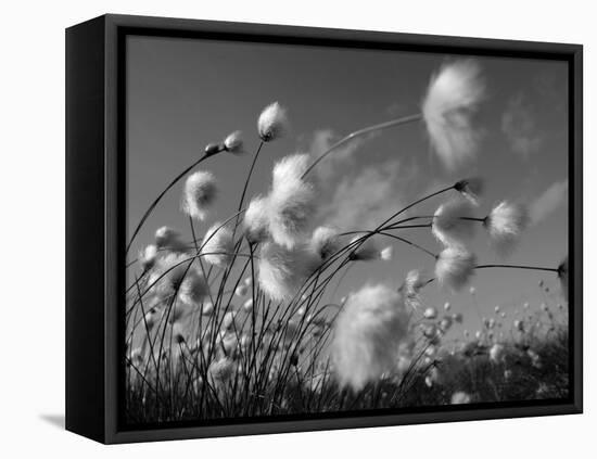 Cotton Grass, Blowing in Wind Against Blue Sky, Norway-Pete Cairns-Framed Stretched Canvas