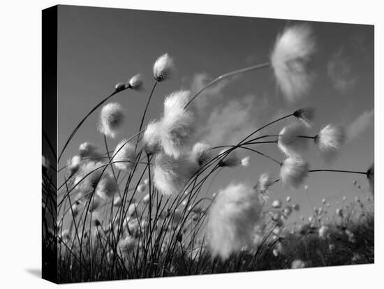 Cotton Grass, Blowing in Wind Against Blue Sky, Norway-Pete Cairns-Stretched Canvas