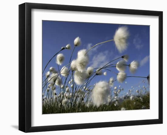 Cotton Grass, Blowing in Wind Against Blue Sky, Norway-Pete Cairns-Framed Photographic Print