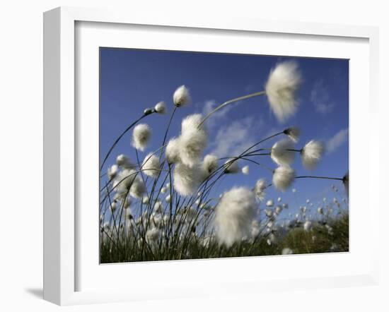 Cotton Grass, Blowing in Wind Against Blue Sky, Norway-Pete Cairns-Framed Photographic Print