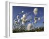 Cotton Grass, Blowing in Wind Against Blue Sky, Norway-Pete Cairns-Framed Photographic Print