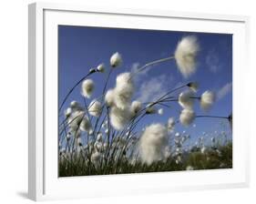 Cotton Grass, Blowing in Wind Against Blue Sky, Norway-Pete Cairns-Framed Photographic Print