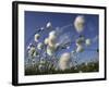 Cotton Grass, Blowing in Wind Against Blue Sky, Norway-Pete Cairns-Framed Photographic Print