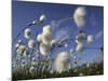 Cotton Grass, Blowing in Wind Against Blue Sky, Norway-Pete Cairns-Mounted Photographic Print