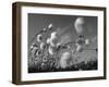 Cotton Grass, Blowing in Wind Against Blue Sky, Norway-Pete Cairns-Framed Photographic Print