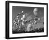 Cotton Grass, Blowing in Wind Against Blue Sky, Norway-Pete Cairns-Framed Photographic Print