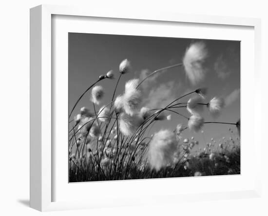 Cotton Grass, Blowing in Wind Against Blue Sky, Norway-Pete Cairns-Framed Photographic Print