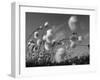 Cotton Grass, Blowing in Wind Against Blue Sky, Norway-Pete Cairns-Framed Photographic Print